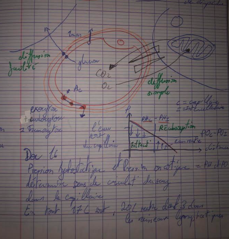 <p>Les échanges d’eau entre le <strong>sang capillaire</strong> et le <strong>liquide interstitiel</strong> dépendent de l’équilibre entre <strong>forces de filtration</strong> et <strong>forces de réabsorption</strong> : c’est la <strong>loi de Starling capillaire</strong>.</p><p><span data-name="small_blue_diamond" data-type="emoji">🔹</span> Forces en présence </p><p><span data-name="one" data-type="emoji">1⃣</span> Pression hydrostatique capillaire (Pc) </p><ul><li><p>Force exercée par le sang sur la paroi du capillaire</p></li><li><p><strong>Favorise la sortie d’eau</strong> vers les tissus (filtration)</p></li></ul><p> <span data-name="two" data-type="emoji">2⃣</span> Pression hydrostatique interstitielle (Pi) </p><ul><li><p>S’oppose à la sortie d’eau</p></li><li><p>Généralement faible</p></li></ul><p><span data-name="three" data-type="emoji">3⃣</span> Pression oncotique plasmatique (πc) </p><ul><li><p>Due aux <strong>protéines plasmatiques</strong> (albumine)</p></li><li><p><strong>Attire l’eau vers le capillaire</strong> (réabsorption)</p></li></ul><p> <span data-name="four" data-type="emoji">4⃣</span> Pression oncotique interstitielle (πi) </p><ul><li><p>Favorise la sortie d’eau</p></li><li><p>Faible en conditions normales</p></li></ul><p></p>