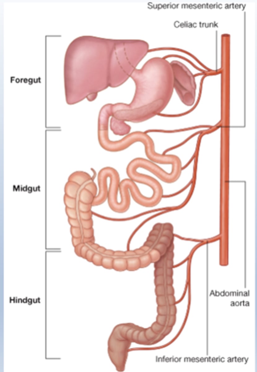 <p>Celiac trunk — foregut</p><p>SMA — midgut</p><p>IMA — hindgut</p>