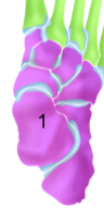 <p>Tarsal bones</p>