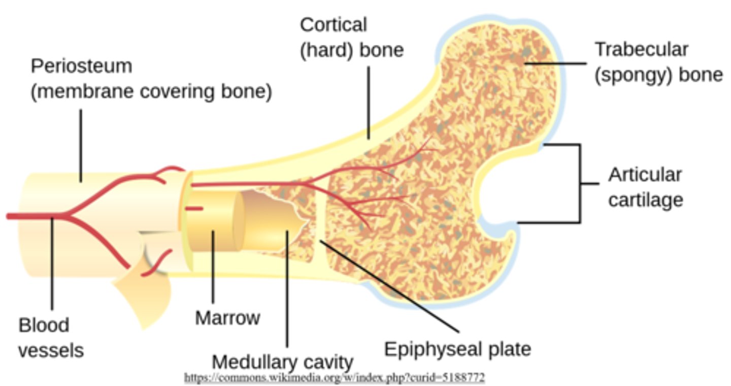 <p>cancellous; trabeculae</p><p>(trabecular/cancellous bone = spongy bone)</p>