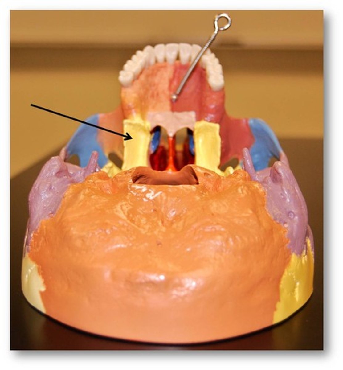 <p>thin vertical plates making up pterigoid processes</p>