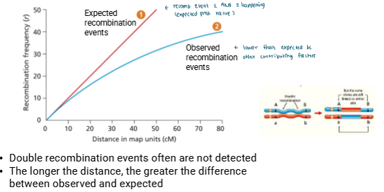 <ul><li><p>Double recombination events are often not detected </p><ul><li><p>Only middle changes</p></li><li><p>If you look at 2 traits on the edges of the replaced portion, it’ll look the same </p></li><li><p>So you don’t see it and don’t count it with observed recombination events </p></li></ul></li><li><p>Longer the distance, the greater the difference between observed and expected </p><ul><li><p>more distance means more opportunity for multiple crossovers</p></li><li><p>Each of those hide a recombination event bc it looks like parental phenotype </p></li><li><p>So observed recombination frequency is less than expected bc you don’t count it </p></li></ul></li></ul><p></p>