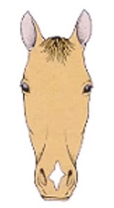 <p>a white marking between the horses nostrils</p>