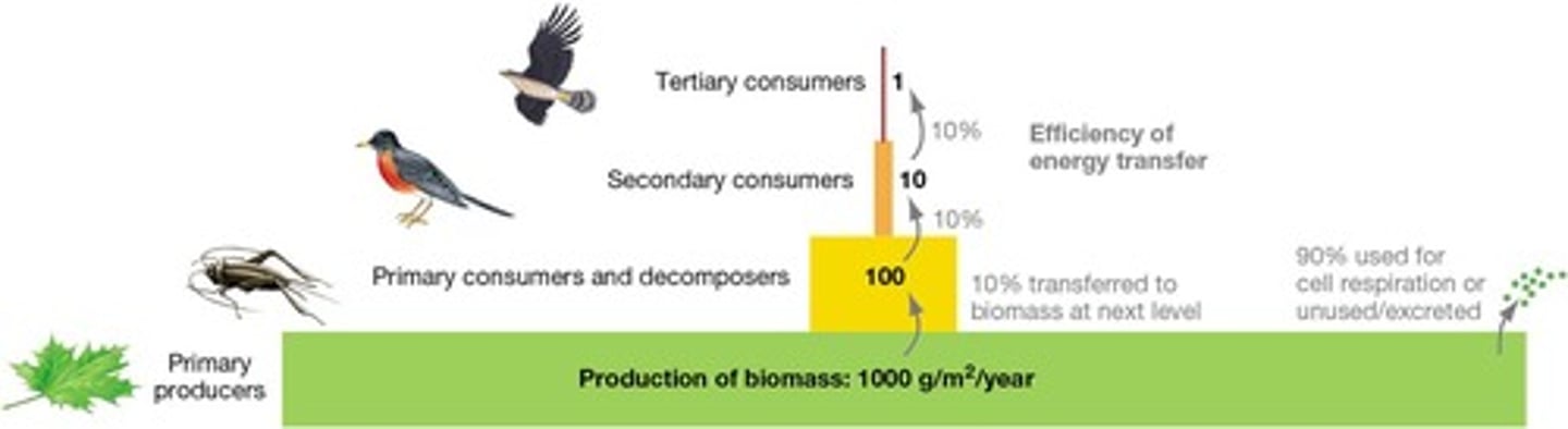 <p>Only ~10% energy transferred between trophic levels.</p>