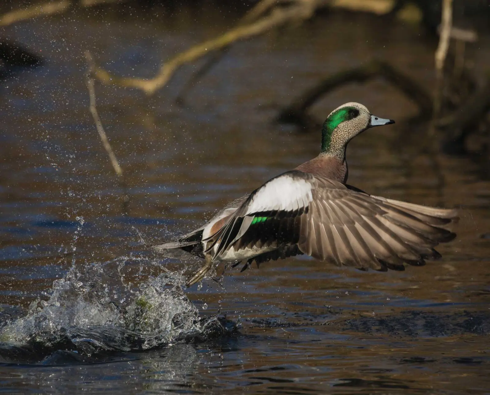 <p>Males have white crown and green eye patch. “Squeaky” call.</p>