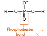 <p>A phosphodiester bond is a covalent bond that links a phosphate group to the __ carbon of the sugar in one nucleotide and to the __ carbon of the sugar in the next nucleotide, creating the sugar-phosphate backbone of DNA and RNA</p>