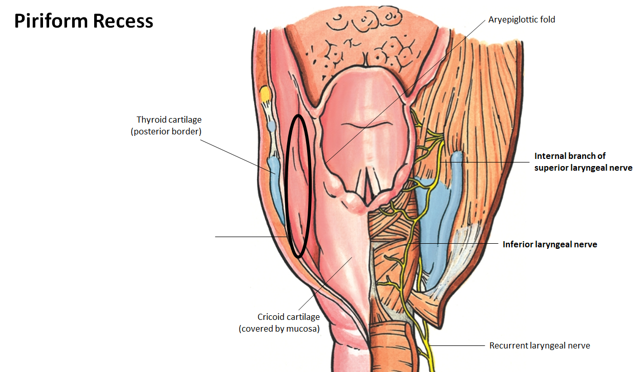 <p>What is the <strong>clinical importance</strong> of the<strong> piriform recess?</strong></p>