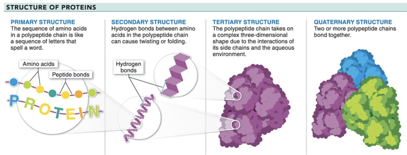 <p>protein structure</p>
