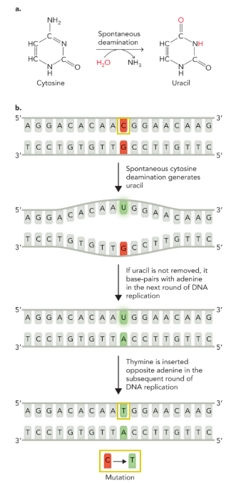 <ul><li><p>after the deamination adenine will be inserted on the opposite strand during the first round of DNA replication to base-pair with uracil (if uracil is not removed)</p></li><li><p>in the second round thymine replaces uracil </p></li><li><p>this coverts the original C-G base pair to a T-A base pair </p></li></ul><p></p>