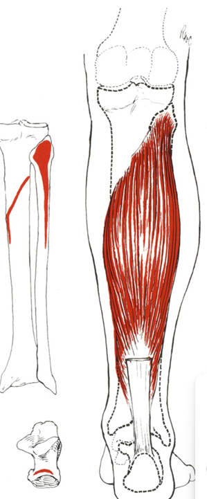 <p>Name; Insertion</p>