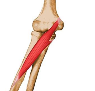 <p><strong>Origin</strong>: distal humerus, proximal ulna</p><p><strong>Insertion</strong>: middle of the lateral surface of the radius</p><p><strong>Action</strong>: pronation, weak elbow flexion</p>