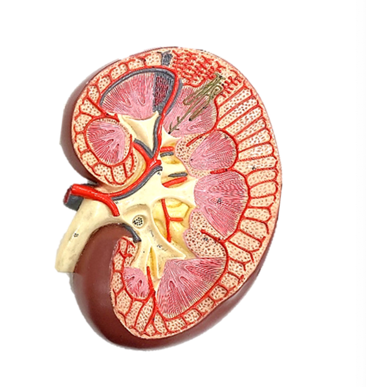 <p>Identify the segmental artery </p>