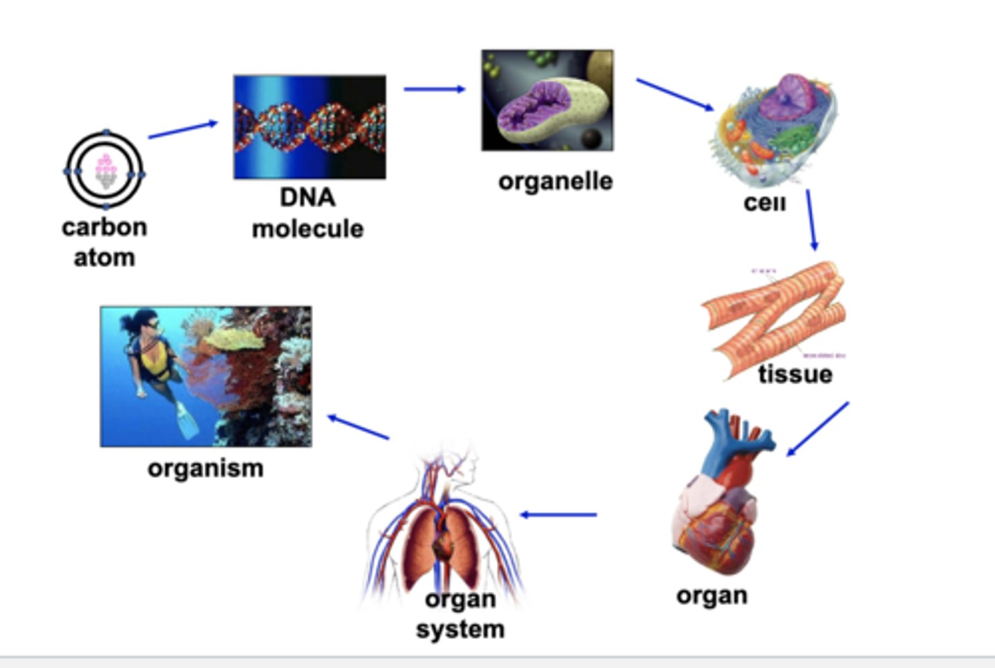 <p>What 5 units is the organization of the human body?</p>