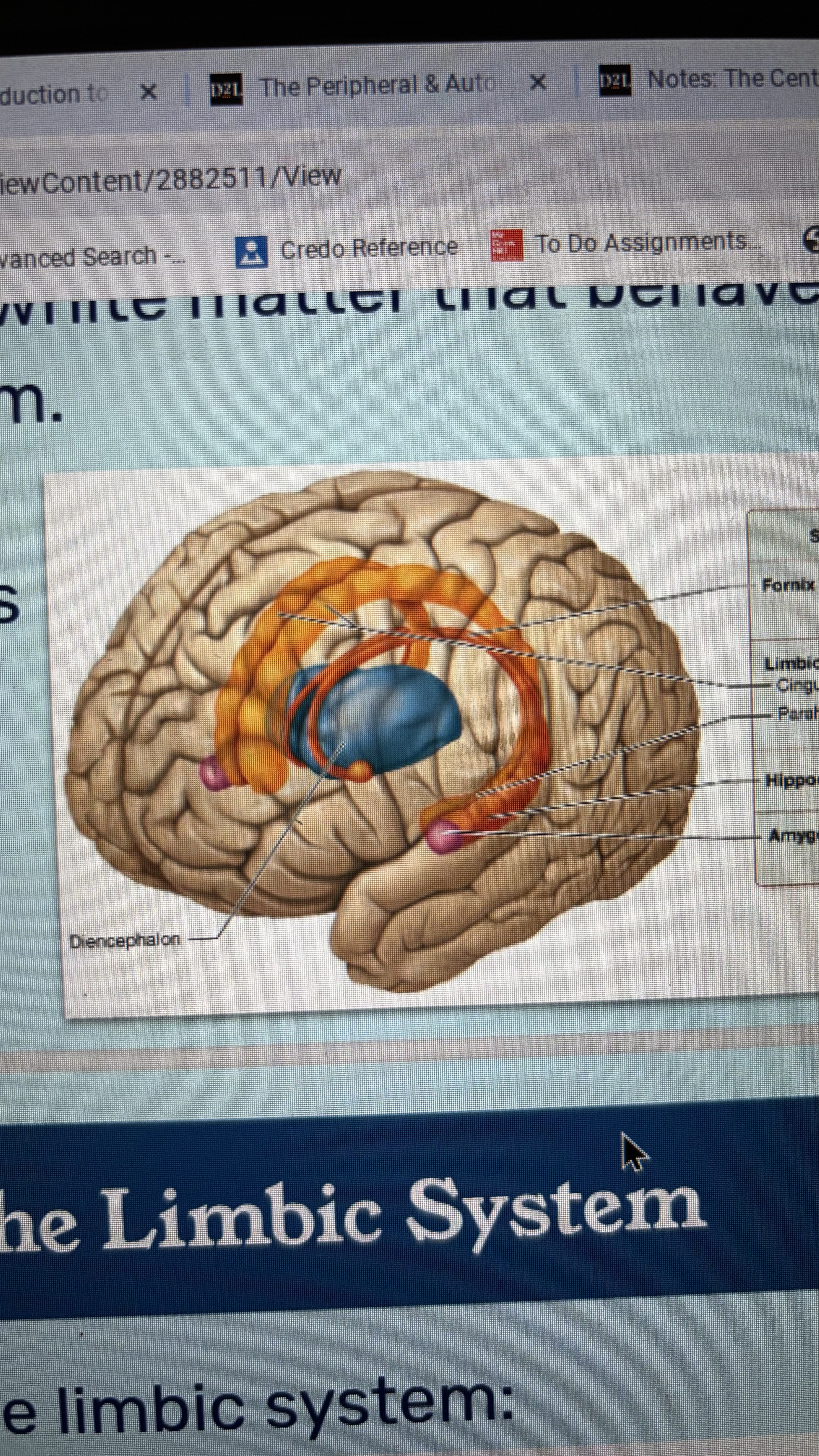 <p>composed of gray matter nuclei and connecting white matter that behaves as a functional system</p><ul><li><p>limbic lobe</p></li><li><p>hippocampus</p></li><li><p>amygdala</p></li><li><p>fornix</p></li></ul><p></p>