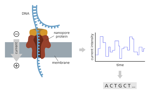 <p>DNA into nanopore protein with current → current intensity over time → sequence</p>