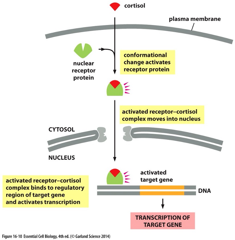 <p>Cortisol - Nuclear receptor protein (conformationa change activates it) - Activated recpetor cortisol complex moves into nucleus- reaches to activated target gene </p>