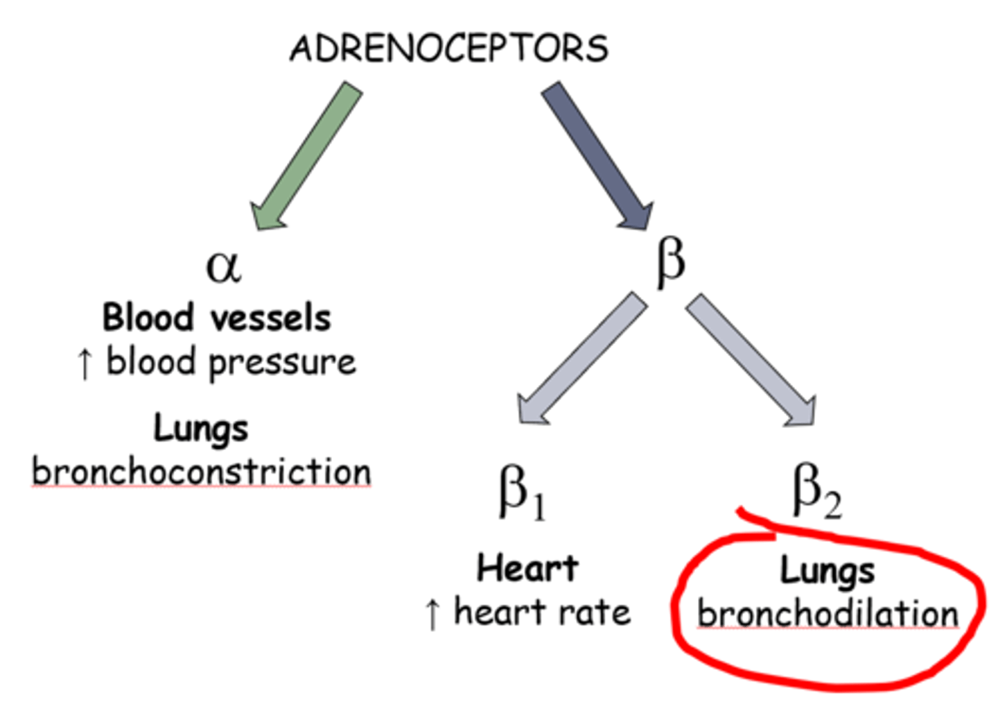 <p>Noradrenaline is capable of binding to multiple adrenoreceptors which cause other effects (other than bronchodilation) that can be dangerous to the treated animal.</p>