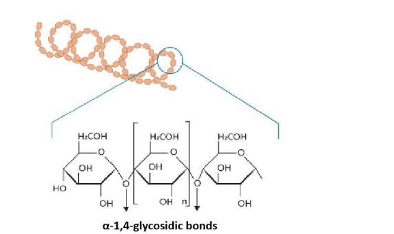 <ul><li><p>a (1→ 4) glycosidic bonds</p></li><li><p>minor component of starch</p></li><li><p>unbranched with helical shape due to hydrogen bonding</p></li></ul>