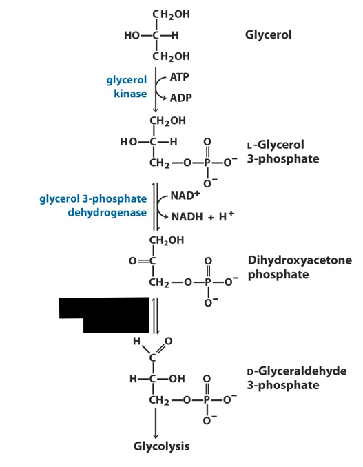 <p>What is the name of the enzyme blocked out in black?</p>