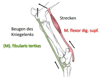 <ul><li><p><strong>M. flexor digitalis superficialis</strong> (Tendo plantaris)</p><ul><li><p>Transmet la traction de la face caudale du fémur sur le Tuber calcanei </p></li><li><p>Maintient l'articulation du tarse en position d'extension </p></li></ul></li><li><p><strong>M. fibularis tertius</strong> (Tendo femorotarseus)</p><ul><li><p>Transmet la traction de la face antérieure du Condylus lateralis sur le Metatarsus </p></li><li><p>L’articulation du tarse est fléchie avec la flexion de l'articulation du genou</p></li></ul></li></ul><p>(pas chez Flfr, mais quand même couplage mvmt)</p>