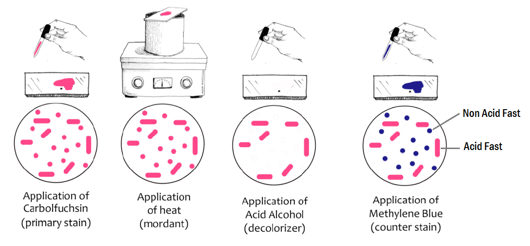 <p><span style="font-family: UICTFontTextStyleBody">Used to stain mycobacteria (tuberculosis, leprosy), which have thick and waxy cell wall and will not stain using gram. </span></p>