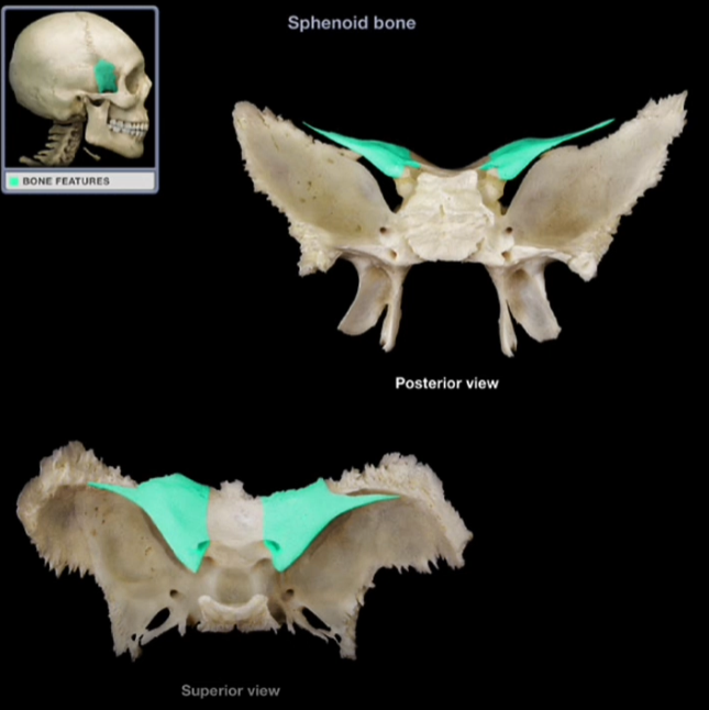 <p>Lesser Wings </p>