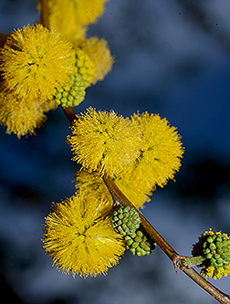 <p>Scientific Name</p>
