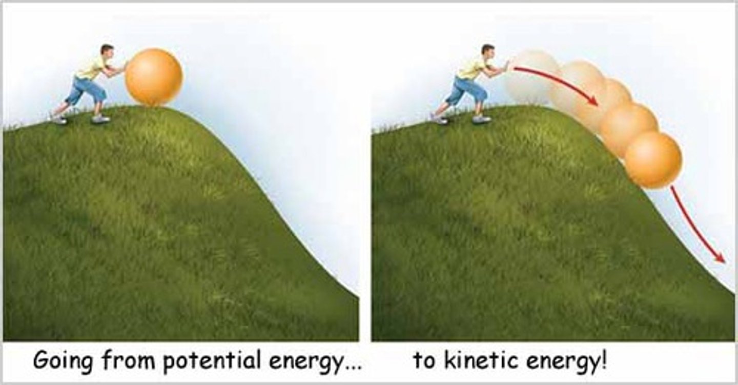 W51 Biochemical Reactions Flashcards Knowt
