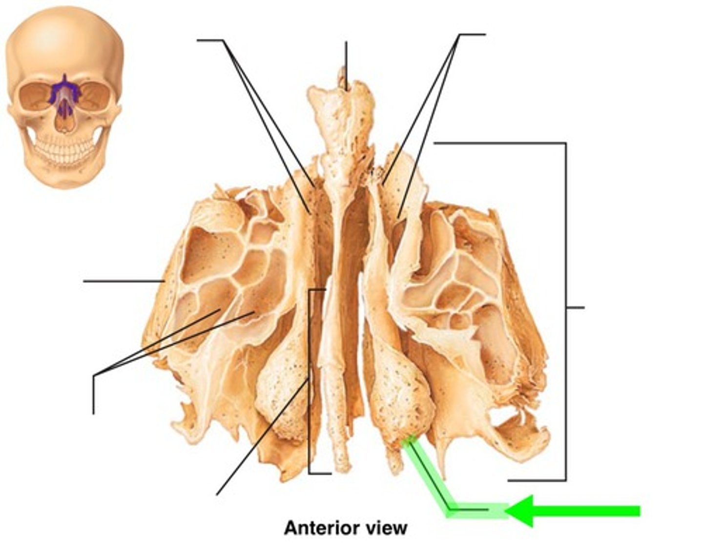 <p>found deep in the nasal cavity in front of the sphenoid bone, forms part of the posterior portion of the nose, the orbit, and the floor of the cranium</p>