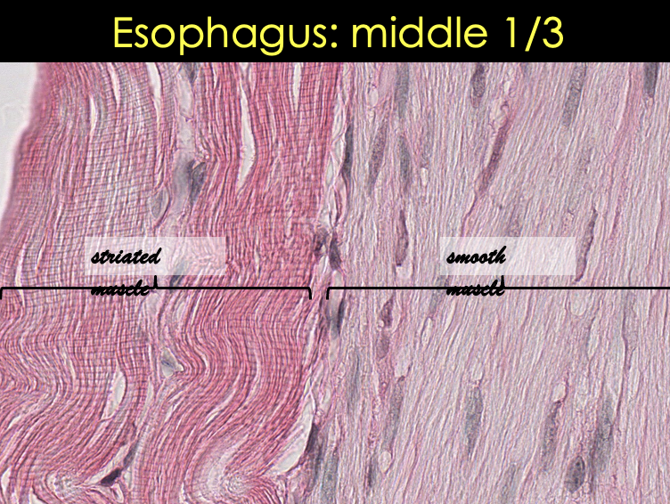 <p>Esophagus Middle 1/3 Slide [ 2 images ]</p>