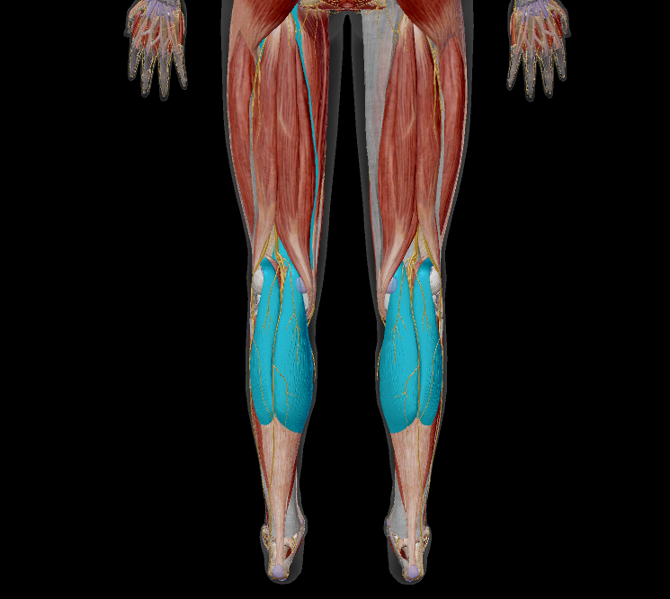 <p>name the muscle + action</p>