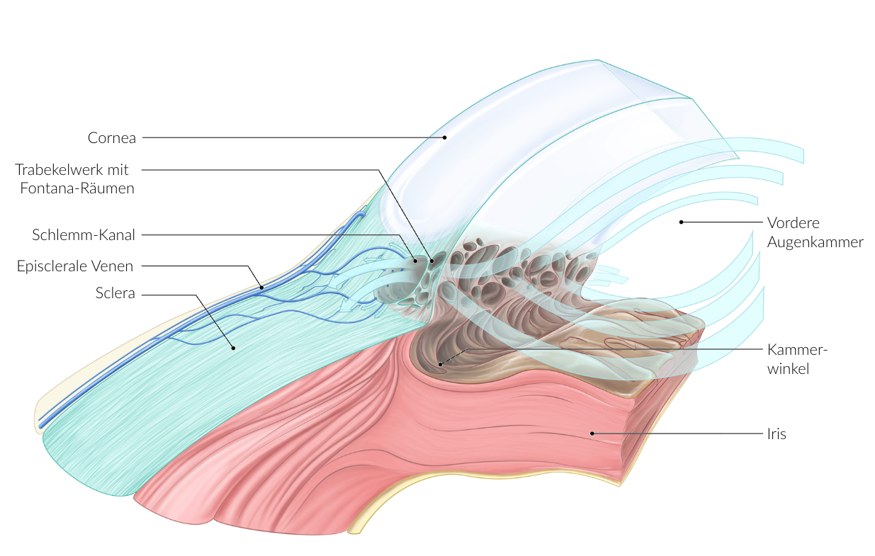 <p>A. Iridocorneal angle (Angulus iridocornealis)</p>