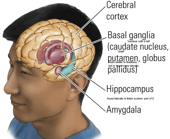 <p>Most recently developed part of the brain as well as the largest part of the brain in mammals, exerts most high level sophisticated processing</p><p>three parts: neocortex, limbic system, basal ganglia</p>