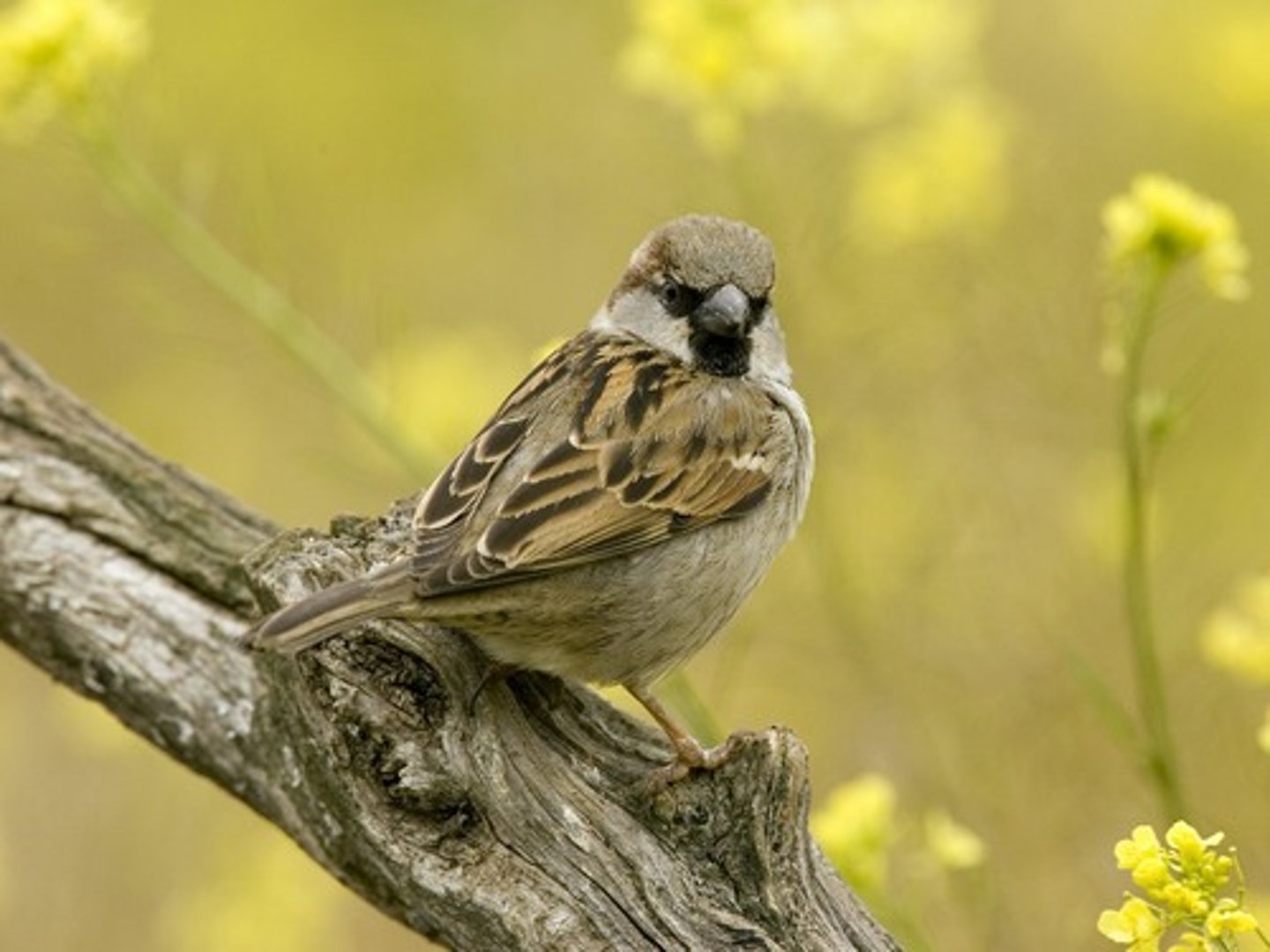 <p>sparrow</p>