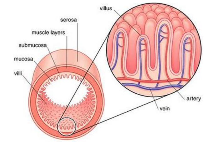 <p>Parts to know:</p><ol><li><p>V - Villus* (has its own, in-depth structures)</p></li><li><p>M - Muscosa</p></li><li><p>SM - Sub muscosa</p></li><li><p>CM/LM - Circular muscle (PINCH) and Longitudinal muscle (PUSH)</p><ol><li><p>Both types of smooth muscle</p></li></ol></li><li><p>Serosa</p></li></ol>