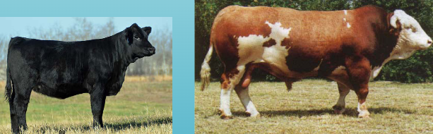 <p>What breed is this?</p>