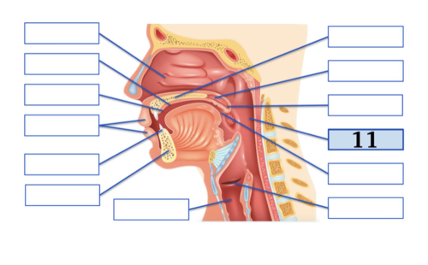 <p>pharynx</p>