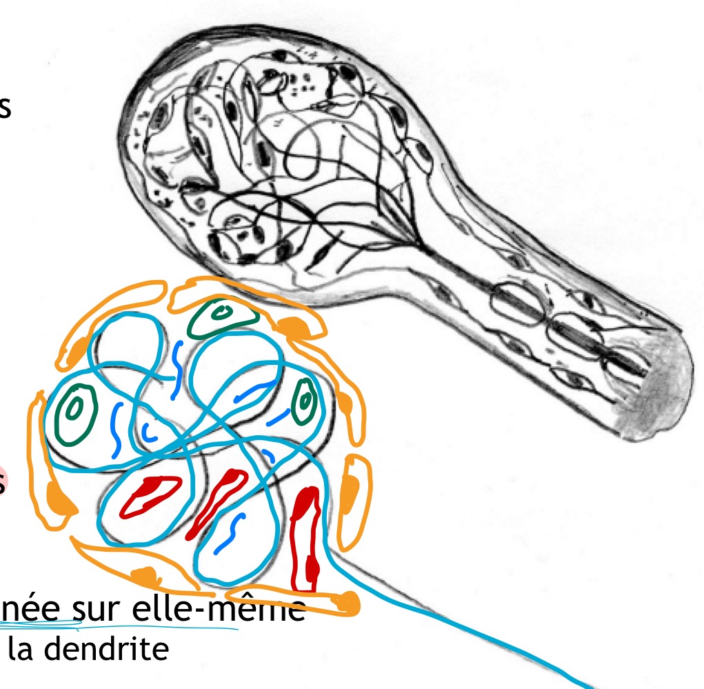 <p>Localisation du corpuscule de Meissner </p>