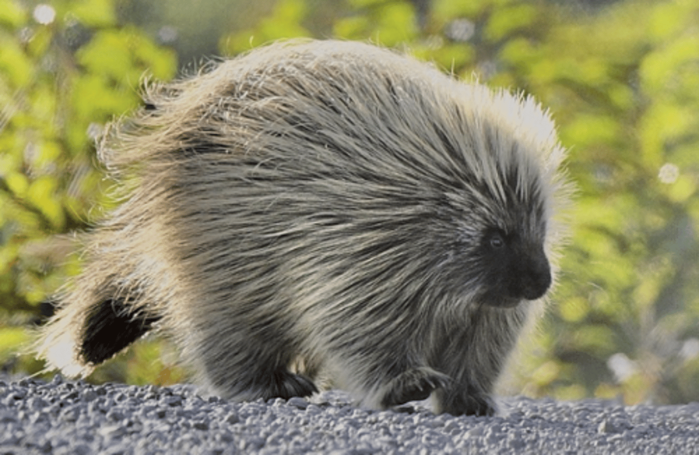 <p>Name, habitat, range</p>