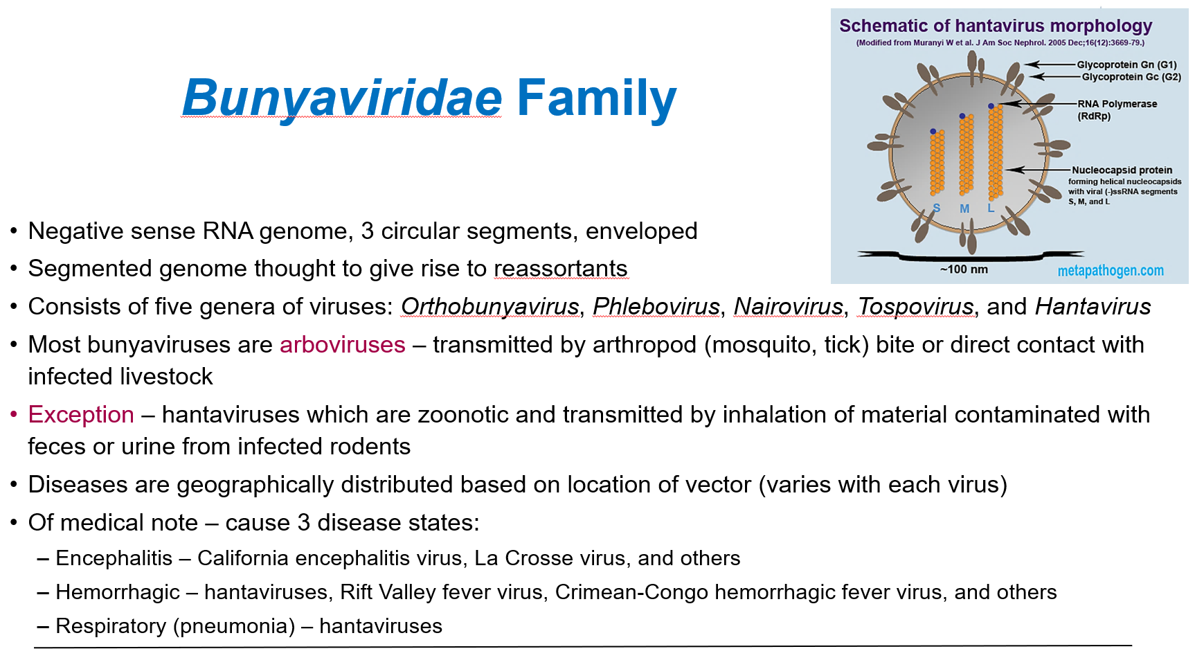 <p>How are most <strong>bunyaviruses </strong>transmitted, and what is the exception?</p>