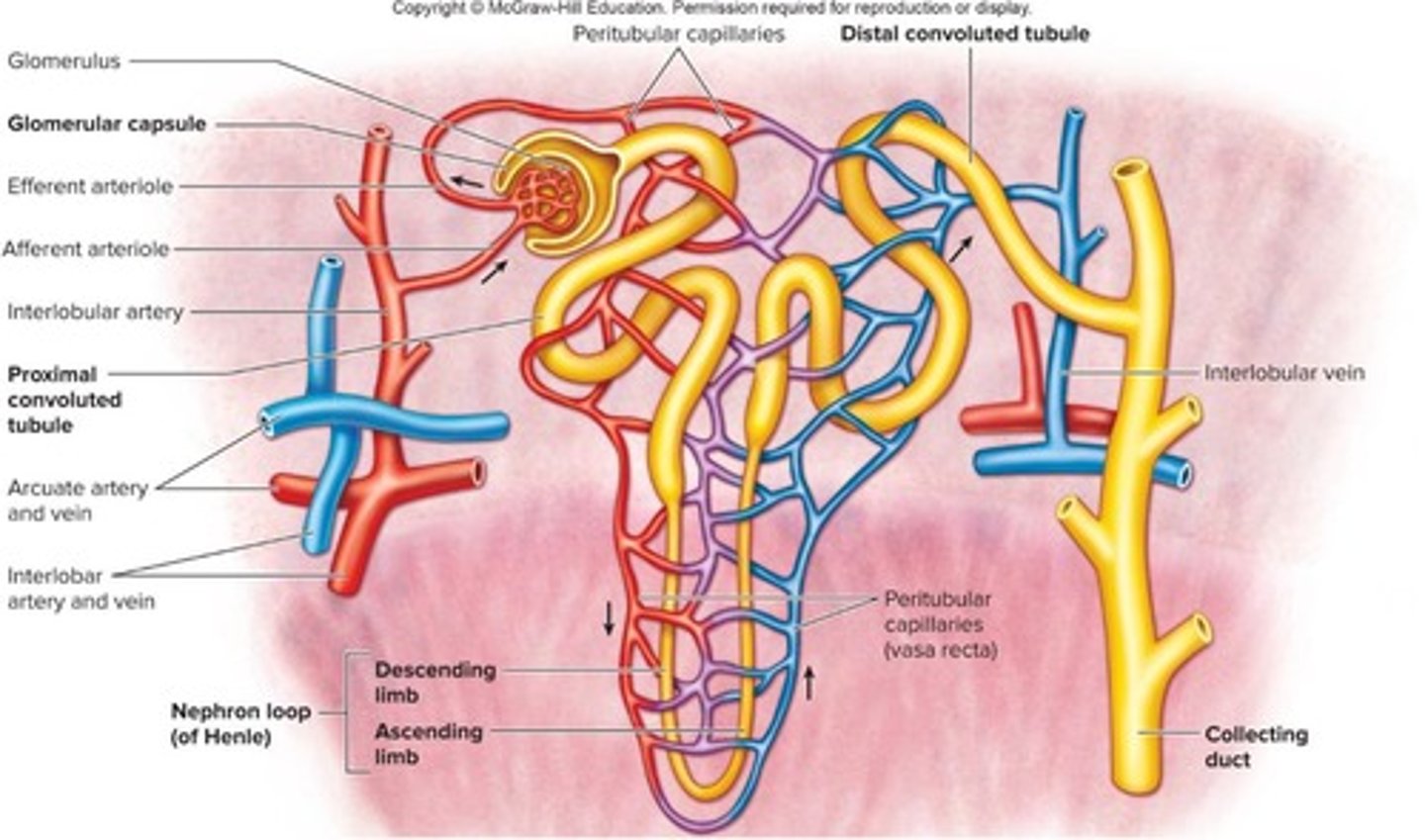 <p>Functional unit of the kidney with &gt;1,000,000 per kidney.</p>
