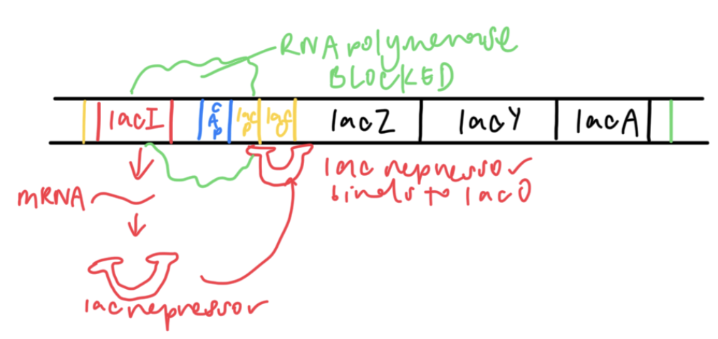 <ol><li><p>lacI encodes for lac repressor, a protein that regulates lac operon by binding to lacO</p></li><li><p>lac repressor binds to lacO and prevents RNA polymerase from transcribing genes</p></li></ol><p></p>