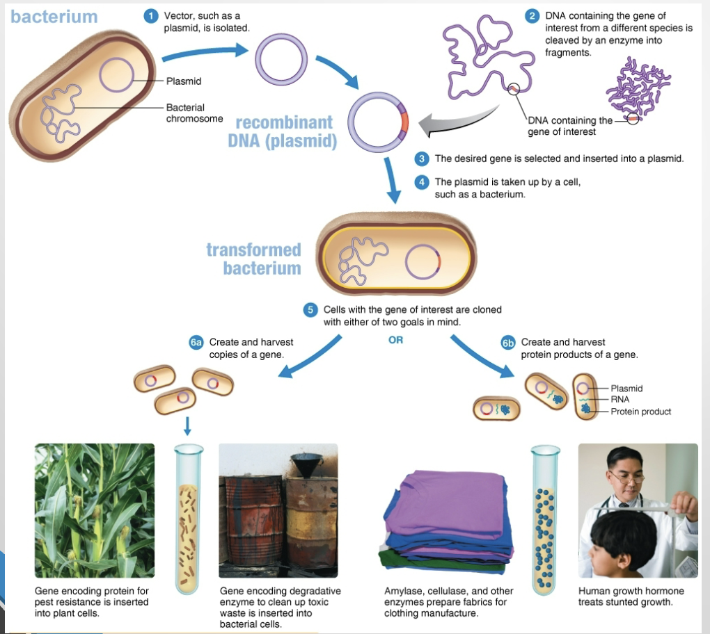 <ol><li><p>Isolate or obtain a vector.</p></li><li><p>Obtain or amplify the gene of interest.</p></li><li><p>Insert the gene into the vector.</p></li><li><p>Introduce the recombinant vector into a host cell.</p></li><li><p>Select clones carrying the recombinant DNA.</p></li><li><p>Use or analyze the resulting gene product.</p></li></ol><p></p>