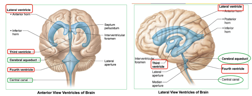 <p>the <strong>third ventricl</strong>e </p>