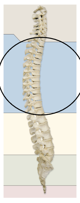 <p><span><span>the 12 individual bones (T1–T12) forming the middle segment of the vertebral column, situated between the cervical (neck) and lumbar (lower back) spine</span></span></p>