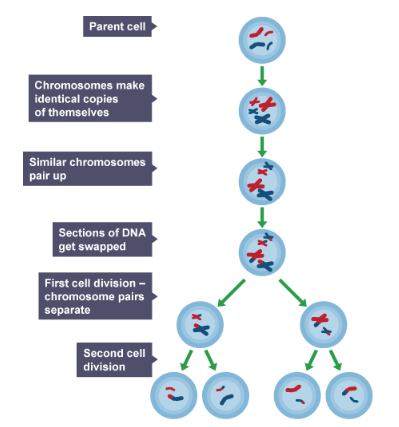 <ol><li><p>copies of the genetic information are made</p></li><li><p>the cell divides twice to form four gametes, each with a single set of chromosomes</p></li><li><p>gametes are <span>haploid</span></p></li><li><p>all gametes are genetically different from each other</p></li></ol>