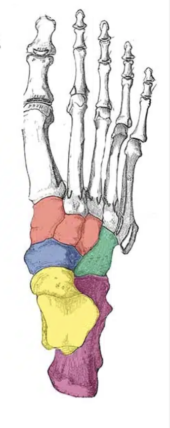 <p>Match the name of the bones with the correct color tarsal bone (shown in the image below)</p>