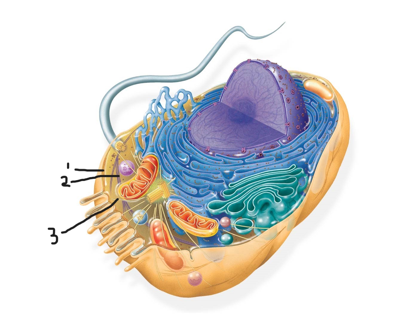 <p>3 animal cell (Cytoskeleton )</p>