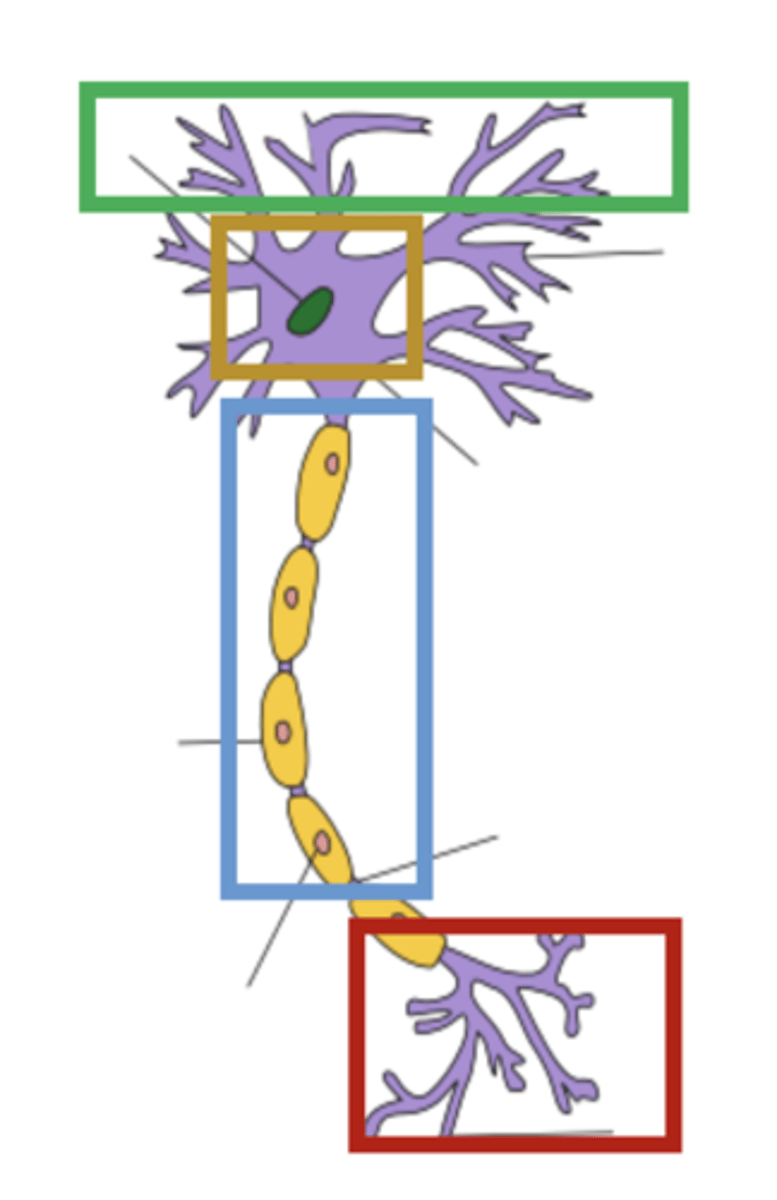 <p>Where neurotransmitters are released that then can reach the dendrites of other nearby neurons and influencing transmittion</p>