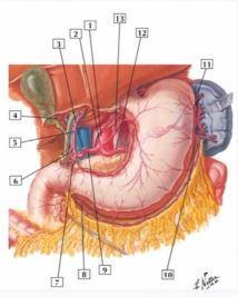 <p>Câu 16: Chi tiết số 6 là:</p><p>A. Động mạch vị tá tràng</p><p>B. Động mạch vị phải</p><p>C. Động mạch vị mạc nối phải</p><p>D. Đồng mạch gan riêng</p>